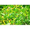 Soy beans growing on a soybean plant in a farm field