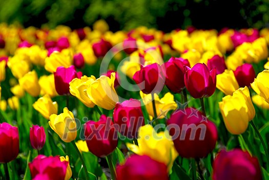 Field of colorful yellow and purple tulips Field of colorful yellow and purple tulips