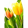 Close up on fresh backlit tulips on white background