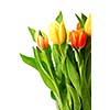 Close up on fresh tulips bouquet on white background