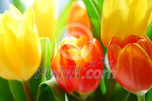 Close up on fresh tulips bouquet in warm sunlight Close up on fresh tulips bouquet in warm sunlight