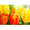 Close up on fresh tulips bouquet in warm sunlight