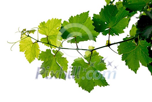 Branch of grape vine on white background Branch of grape vine on white background