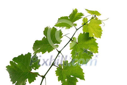 Branch of grape vine on white background Branch of grape vine on white background