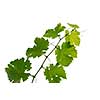 Branch of grape vine on white background