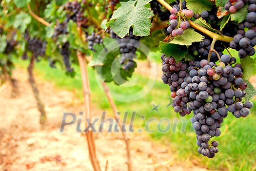 Row of vines with red grapes Row of vines with red grapes