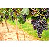 Row of vines with red grapes 