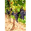 Rows of vines with red grapes