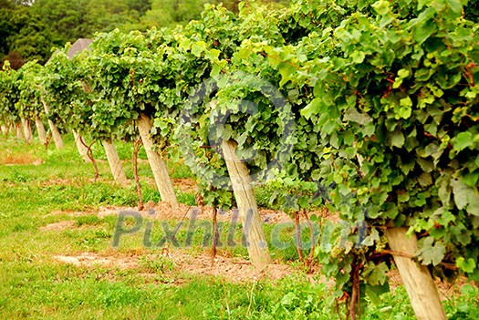 Rows of green vines Rows of green vines
