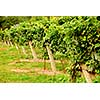 Rows of green vines