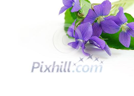 Spring border with white copy space and violet bouquet Spring border with white copy space and violet bouquet