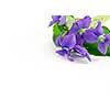 Spring border with white copy space and violet bouquet
