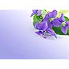 Spring border with white copy space and violet bouquet