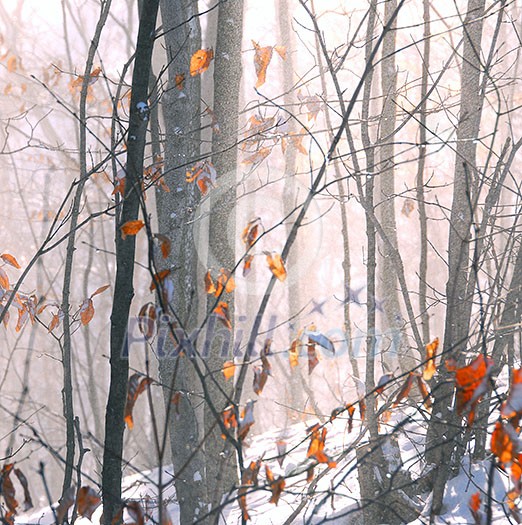 Winter forest with snow dust blowing across