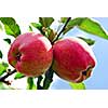 Ripe red apples on a apple tree branch in an orchard