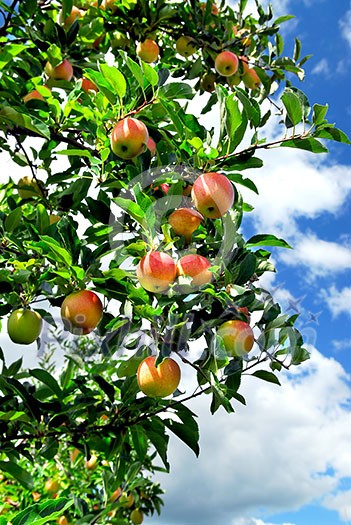 Red ripe apples on apple tree, blue sky background Red ripe apples on apple tree, blue sky background