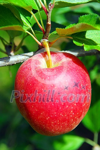 Closeup on big ripe red apple growing on an apple tree Closeup on big ripe red apple growing on an apple tree