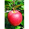 Closeup on big ripe red apple growing on an apple tree