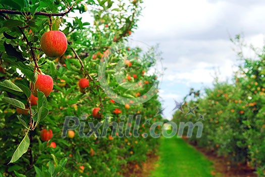 Apple orchard with red ripe apples on the trees Apple orchard with red ripe apples on the trees