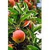 Ripe red apples on a apple tree branch in an orchard