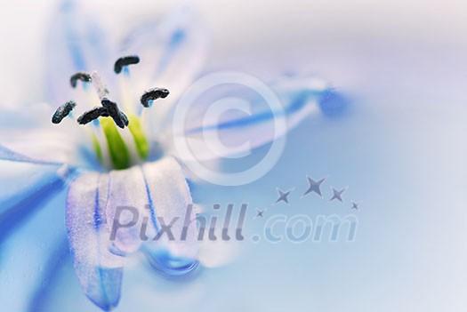 Extreme macro image of a blue flower floating in water Extreme macro image of a blue flower floating in water