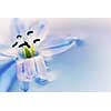 Extreme macro image of a blue flower floating in water