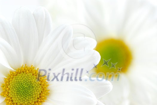 Macro image of two white daisies flowers Macro image of two white daisies flowers