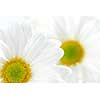 Macro image of two white daisies flowers