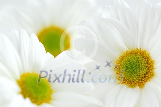 Macro image of several white daisies flowers Macro image of several white daisies flowers