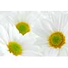 Macro image of several white daisies flowers 