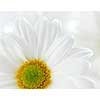 Macro image of several white daisies flowers