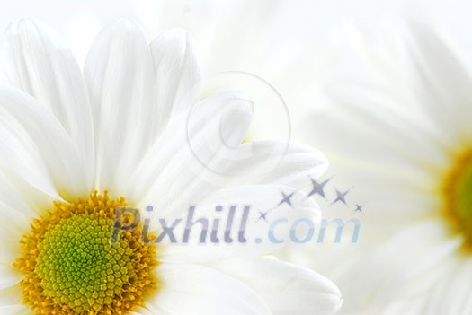 Macro image of two white daisies flowers Macro image of two white daisies flowers