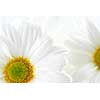 Macro image of two white daisies flowers