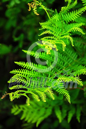 Closeup on green leaves of a fern growing in woodland Closeup on green leaves of a fern growing in woodland