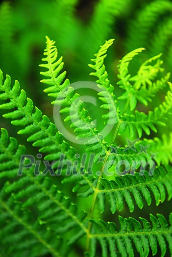 Closeup on a green leaf of a fern growing in woodland Closeup on a green leaf of a fern growing in woodland
