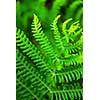 Closeup on a green leaf of a fern growing in woodland