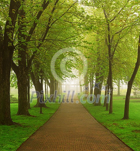 Path in a green foggy park in the spring Path in a green foggy park in the spring