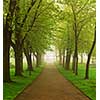Path in a green foggy park in the spring