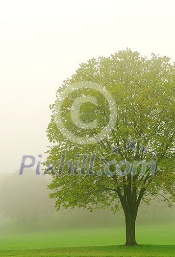 Spring lush green tree in a fog Spring lush green tree in a fog