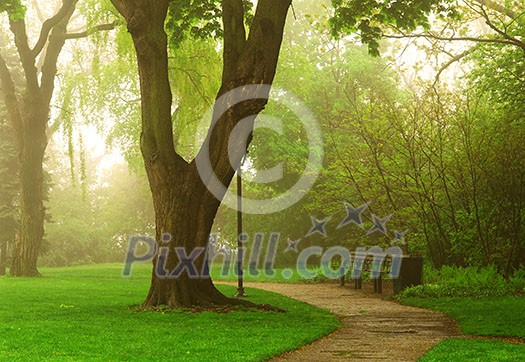 Path in a green foggy park in the spring Path in a green foggy park in the spring