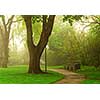 Path in a green foggy park in the spring