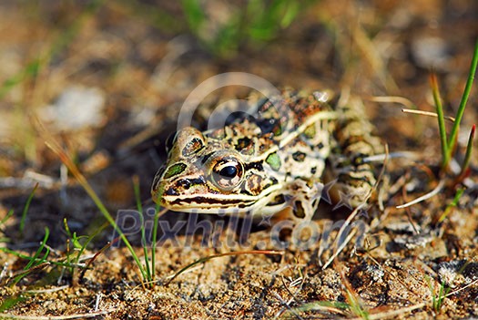 Little spotted frog in it's natural habitat Little spotted frog in it's natural habitat