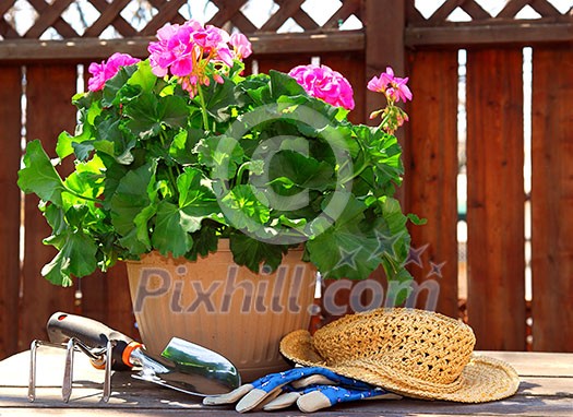 Pot of geraniums flowers with gardening tools Pot of geraniums flowers with gardening tools