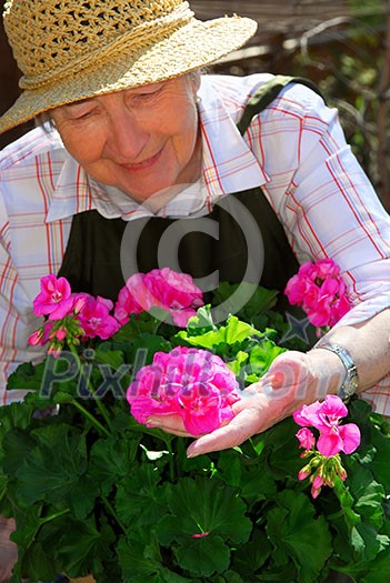 Senior woman with a pot of geranuim flowers in her garden, focus on hand and flowers Senior woman with a pot of geranuim flowers in her garden, focus on hand and flowers