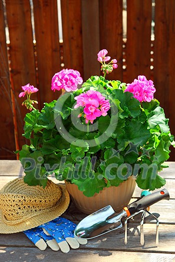 Pot of geraniums flowers with gardening tools Pot of geraniums flowers with gardening tools