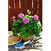 Pot of geraniums flowers with gardening tools