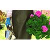 Woman in gardening apron carrying pot with geraniums