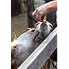 A child feeding goats at the petting zoo