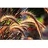 Closeup on grass ears backlit by sunshine