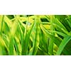 Background of green plant leaves backlit by sun